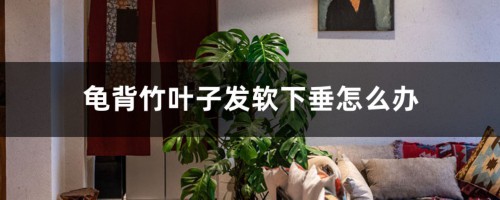 龟背竹叶子发软下垂，教你一招就解决