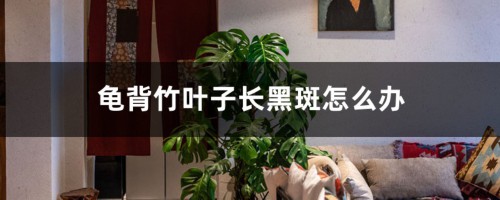 龟背竹叶子长黑斑怎么办