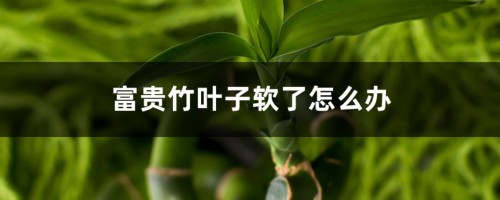 富贵竹叶子软了怎么办