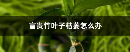 富贵竹叶子枯萎怎么办