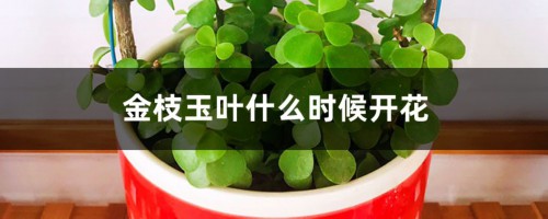 金枝玉叶什么时候开花，金枝玉叶花期管理