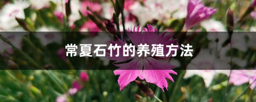 常夏石竹的养殖方法