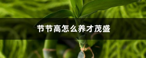 节节高怎么养才茂盛，和富贵竹一样吗