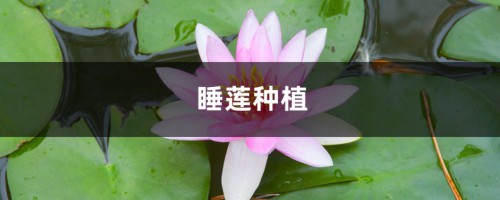 睡莲种植