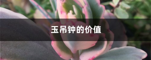 玉吊钟的价值