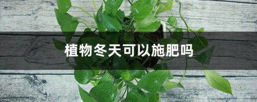 植物冬天可以施肥吗（绿萝、吊兰……5种常见花施肥方法）