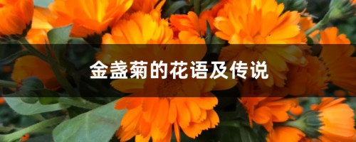 金盏菊的花语及传说