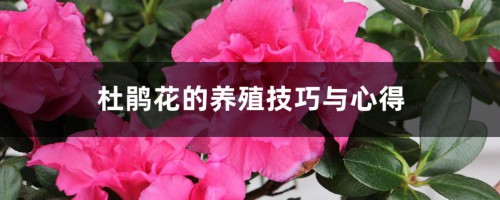 杜鹃花的养殖技巧与心得