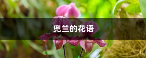 兜兰的花语和寓意，有什么传说故事