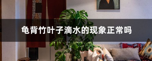 龟背竹叶子滴水的现象正常吗，日常怎么养护