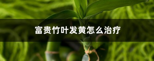 富贵竹叶发黄怎么治疗，叶子枯萎怎么办