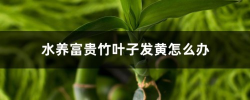 水养富贵竹叶子发黄怎么办