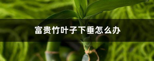 富贵竹叶子下垂怎么办