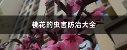 桃花的虫害防治大全