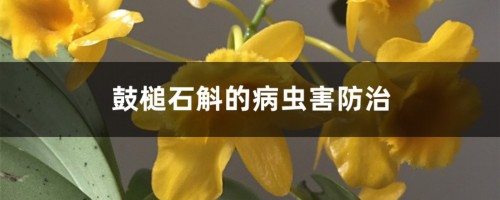 鼓槌石斛的病虫害防治