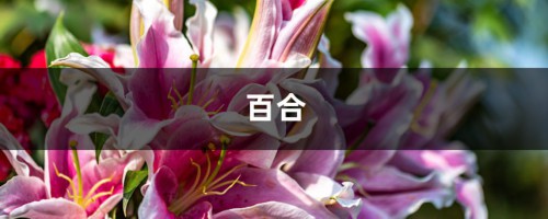 他家的百合一棵开花100朵，铜钱草铺院子当草坪，土豪！