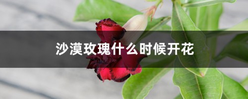 沙漠玫瑰什么时候开花