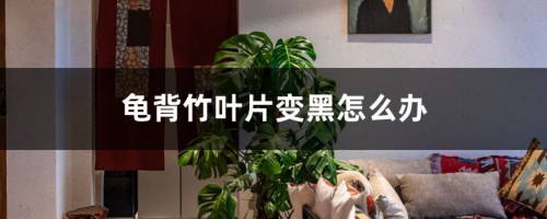 龟背竹叶片变黑怎么办