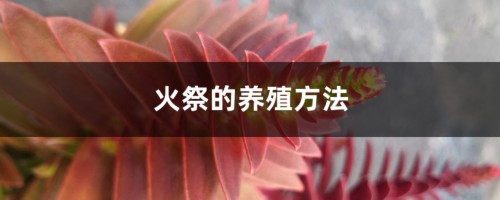 火祭的养殖方法