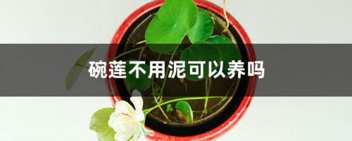 碗莲不用泥可以养吗