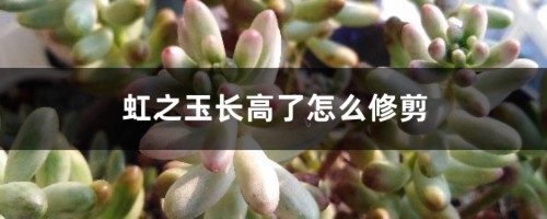 虹之玉长高了怎么修剪