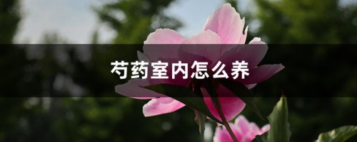 芍药室内怎么养