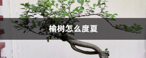 榆树怎么度夏