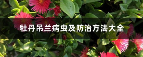 牡丹吊兰病虫及防治方法大全