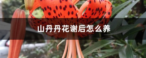 山丹丹花谢后怎么养