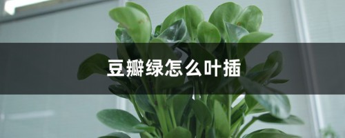 豆瓣绿怎么叶插